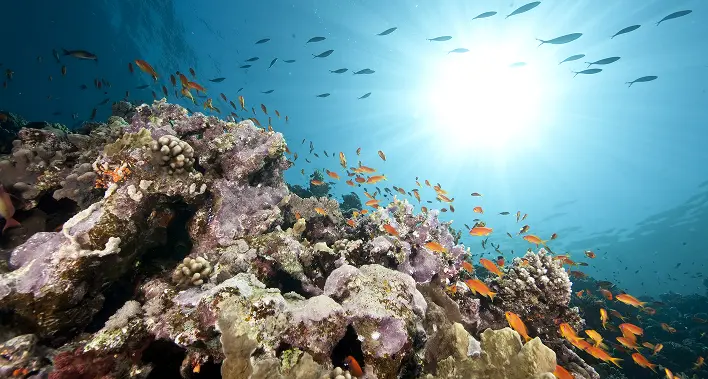 Top 5 Unforgettable Dive Sites in the Southern Red Sea