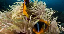 Two orange clownfish in a white anemone