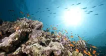 An underwater coral reef with small fish and sun rays
