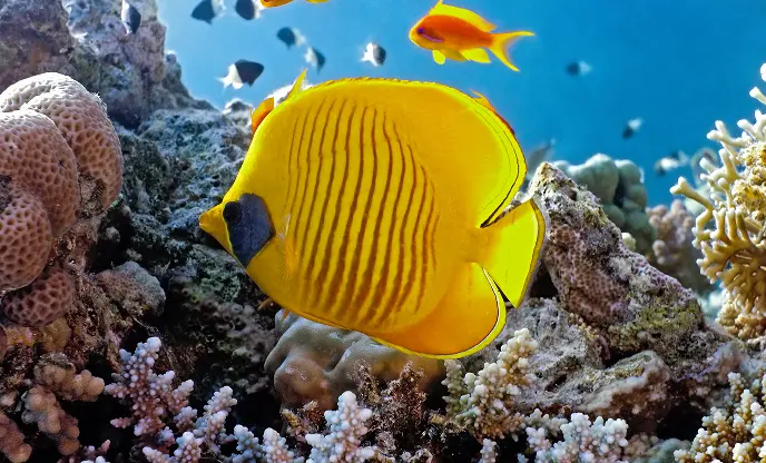 Daedalus, Zabargad, Rocky