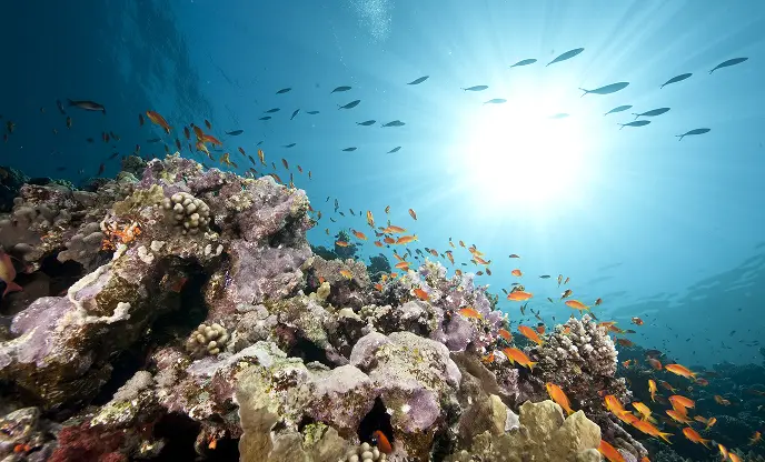 Daedalus, Zabargad, Rocky