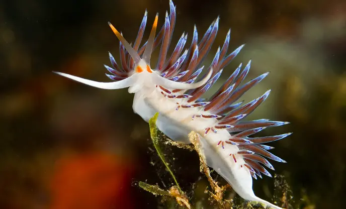 Daedalus, Zabargad, Rocky